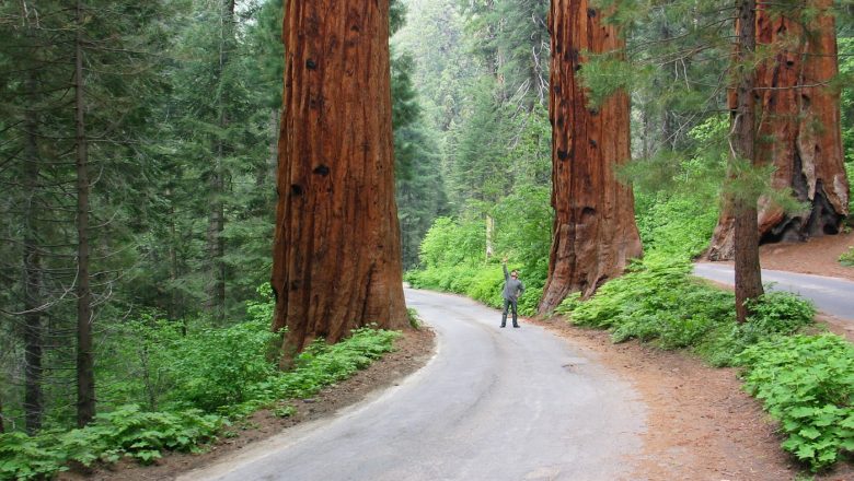 Sequoia and Kings Canyon